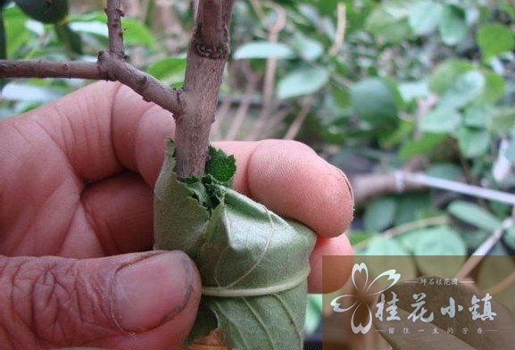 一般都是用靠接法来嫁接桂花